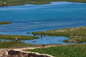 Picking samphire on the edge of the lagoon