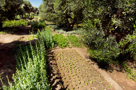 Kitchen garden