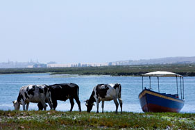 On a walk by the banks of the estuary