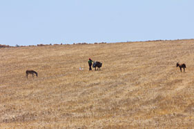 Donkeys in the fields below the house